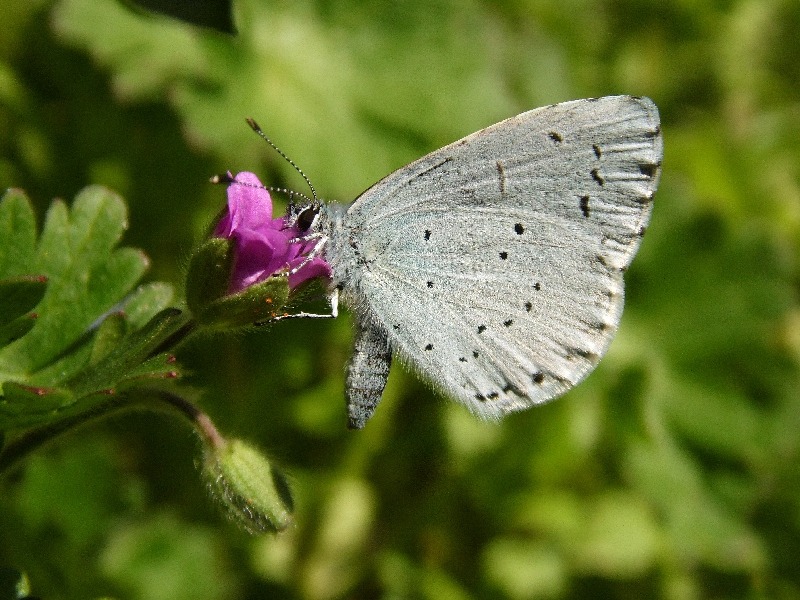 Celastrina a. day